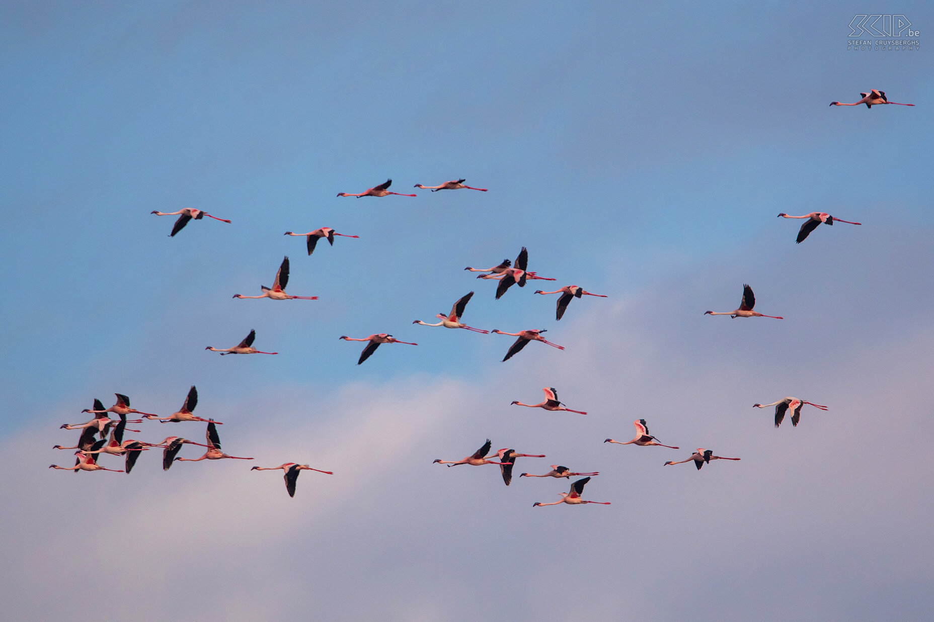 Lake Chitu - Flamingos in flight  Stefan Cruysberghs